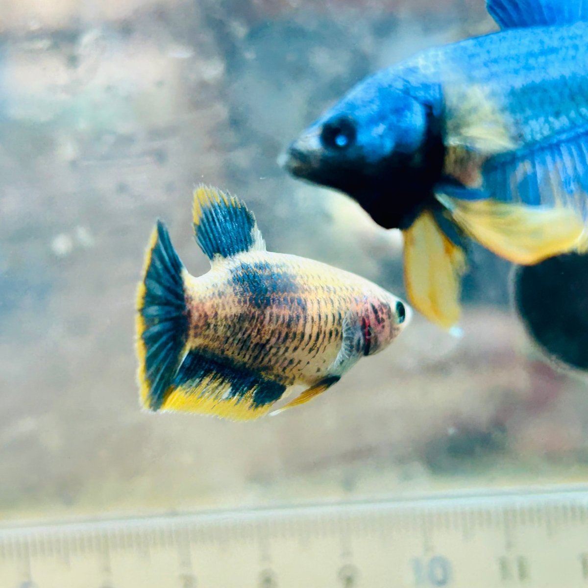 Plakat Yellow Mascot Female Betta