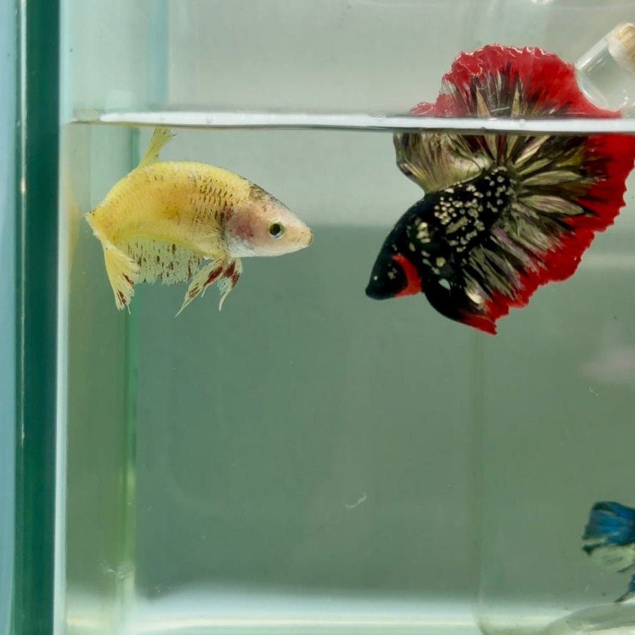 Plakat Yellow Vanda Female Betta Jul03 Female betta