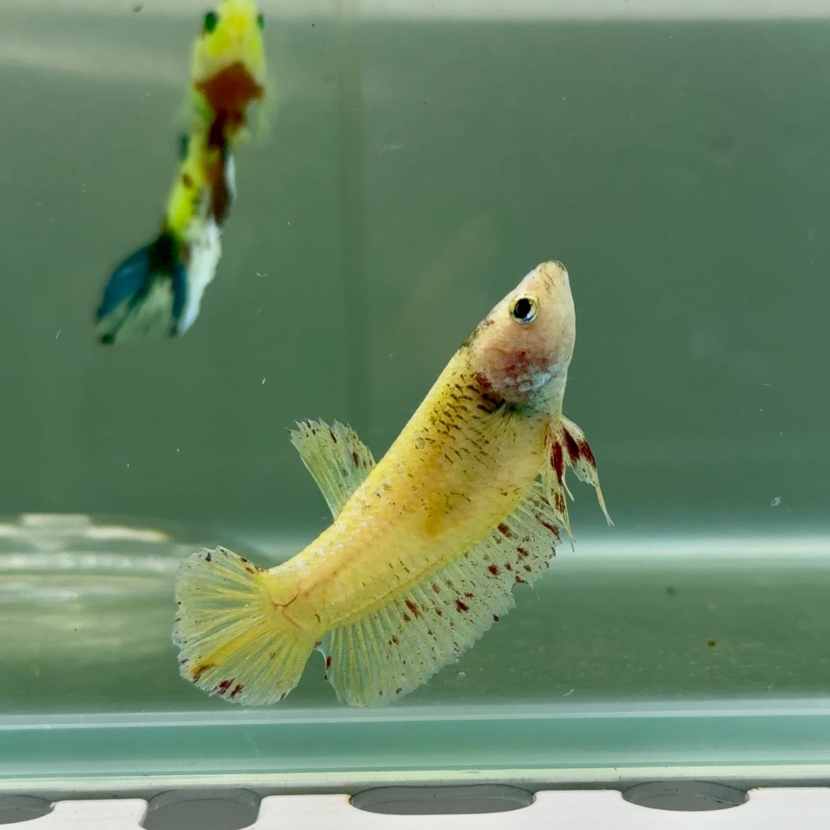 Plakat Yellow Vanda Female Betta #Jul03