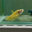Plakat Yellow Vanda Female Betta Jul03 Female betta