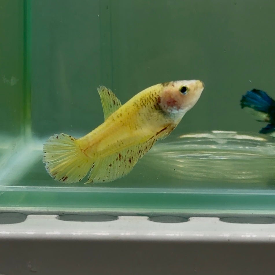 Plakat Yellow Vanda Female Betta #Jul03