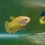 Plakat Yellow Vanda Female Betta Jul42 Live Betta Fish Female betta