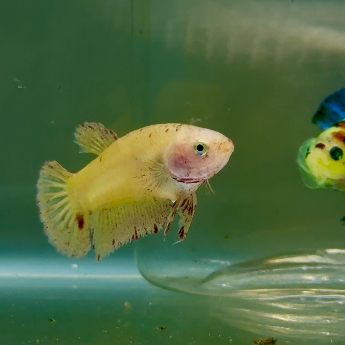 Plakat Yellow Vanda Female Betta #Jul42