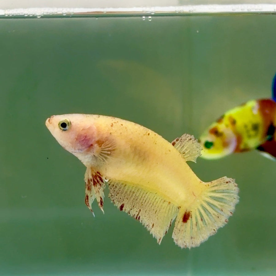 Plakat Yellow Vanda Female Betta Jul42 Live Betta Fish Female betta