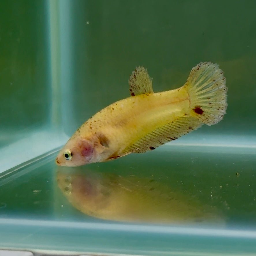 Plakat Yellow Vanda Female Betta #Jul42