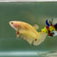 Plakat Yellow Vanda Female Betta Jul42 Live Betta Fish Female betta