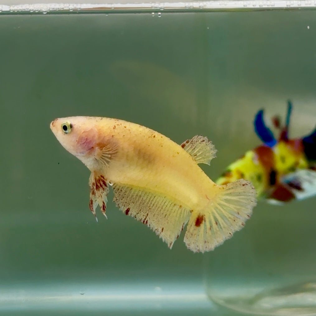 Plakat Yellow Vanda Female Betta #Jul42