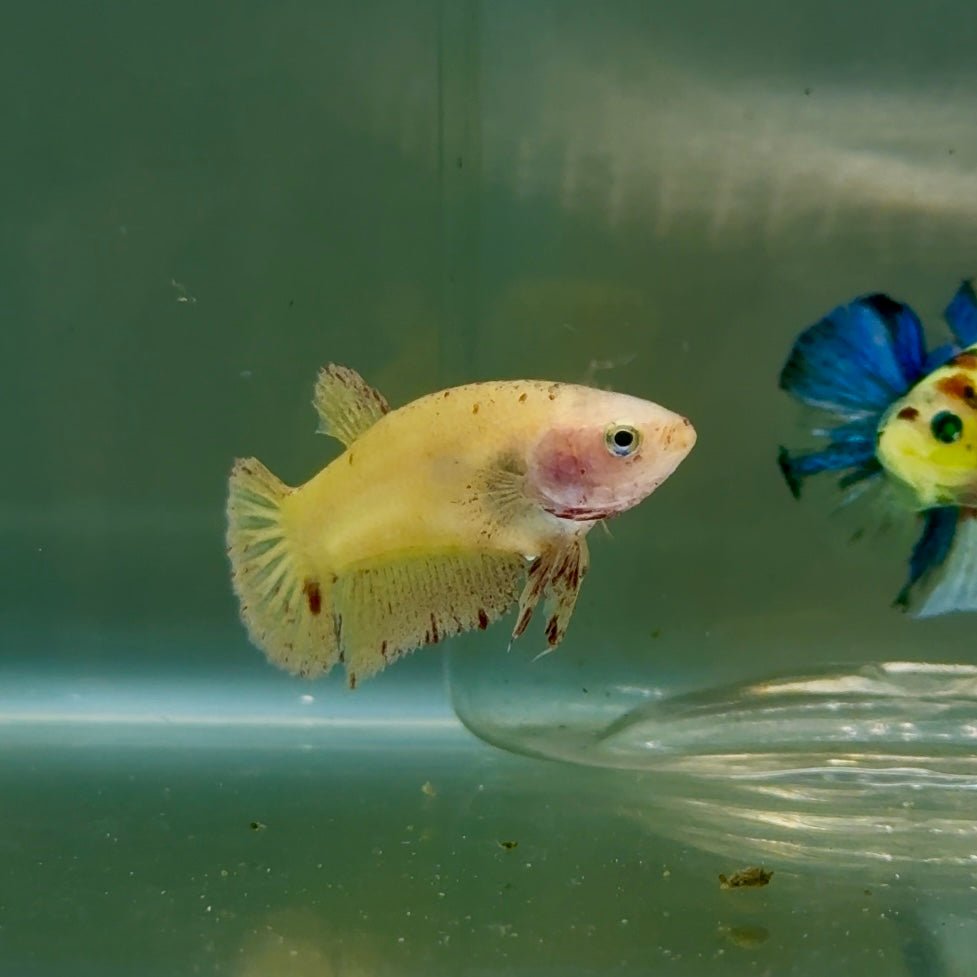 Plakat Yellow Vanda Female Betta #Jul42