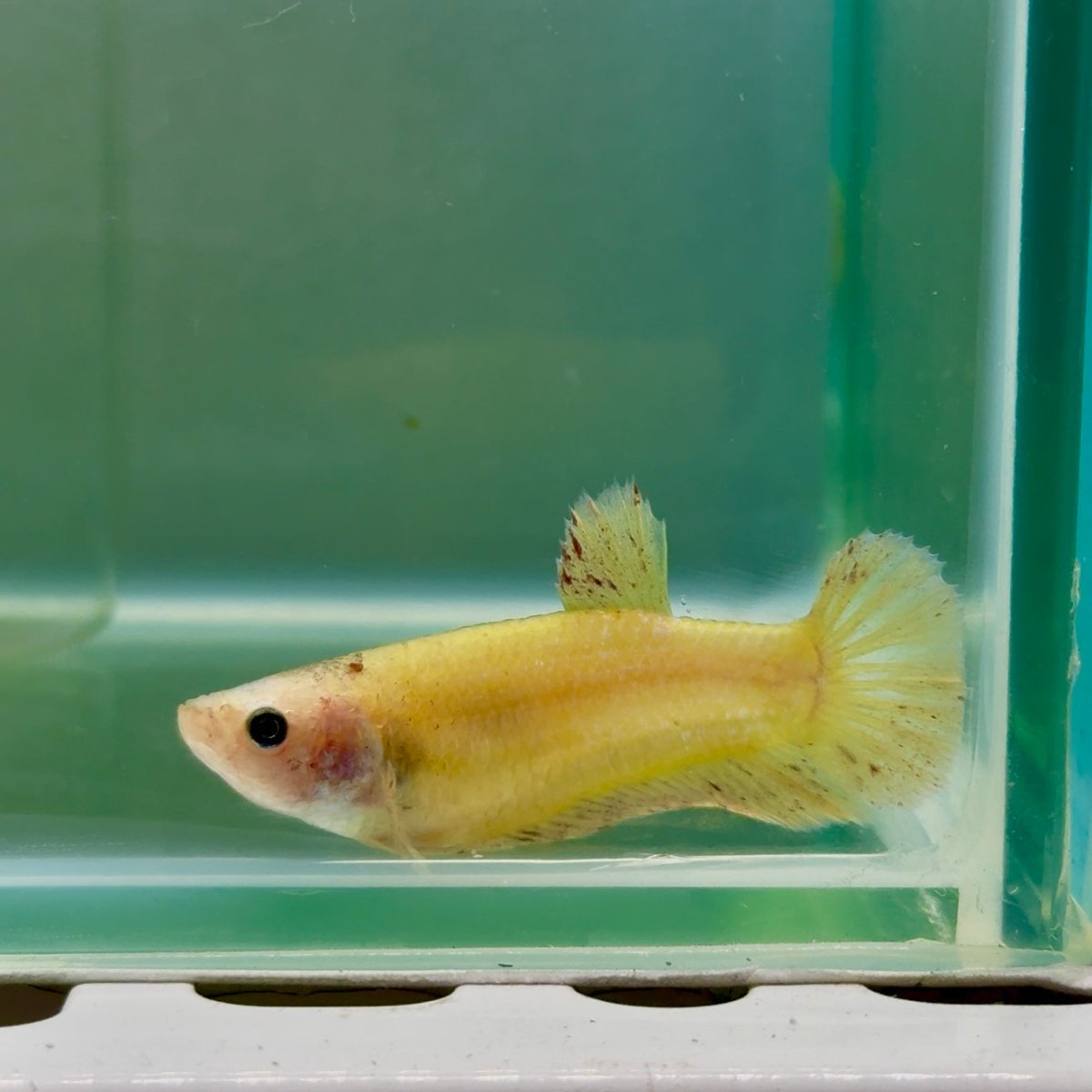 Plakat Yellow Vanda Female Betta #Jul43