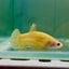 Plakat Yellow Vanda Female Betta Jul43 Female betta