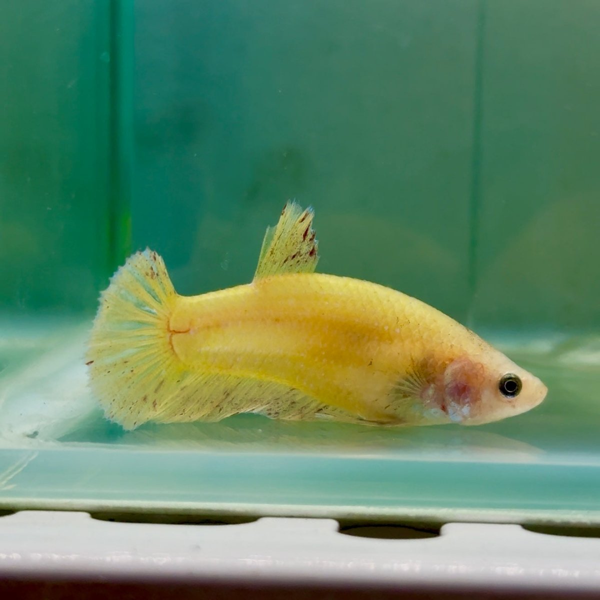 Plakat Yellow Vanda Female Betta #Jul43