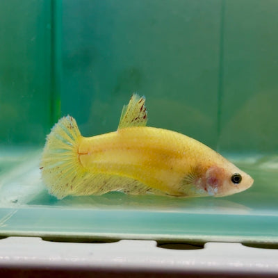 Plakat Yellow Vanda Female Betta Jul43 Female betta