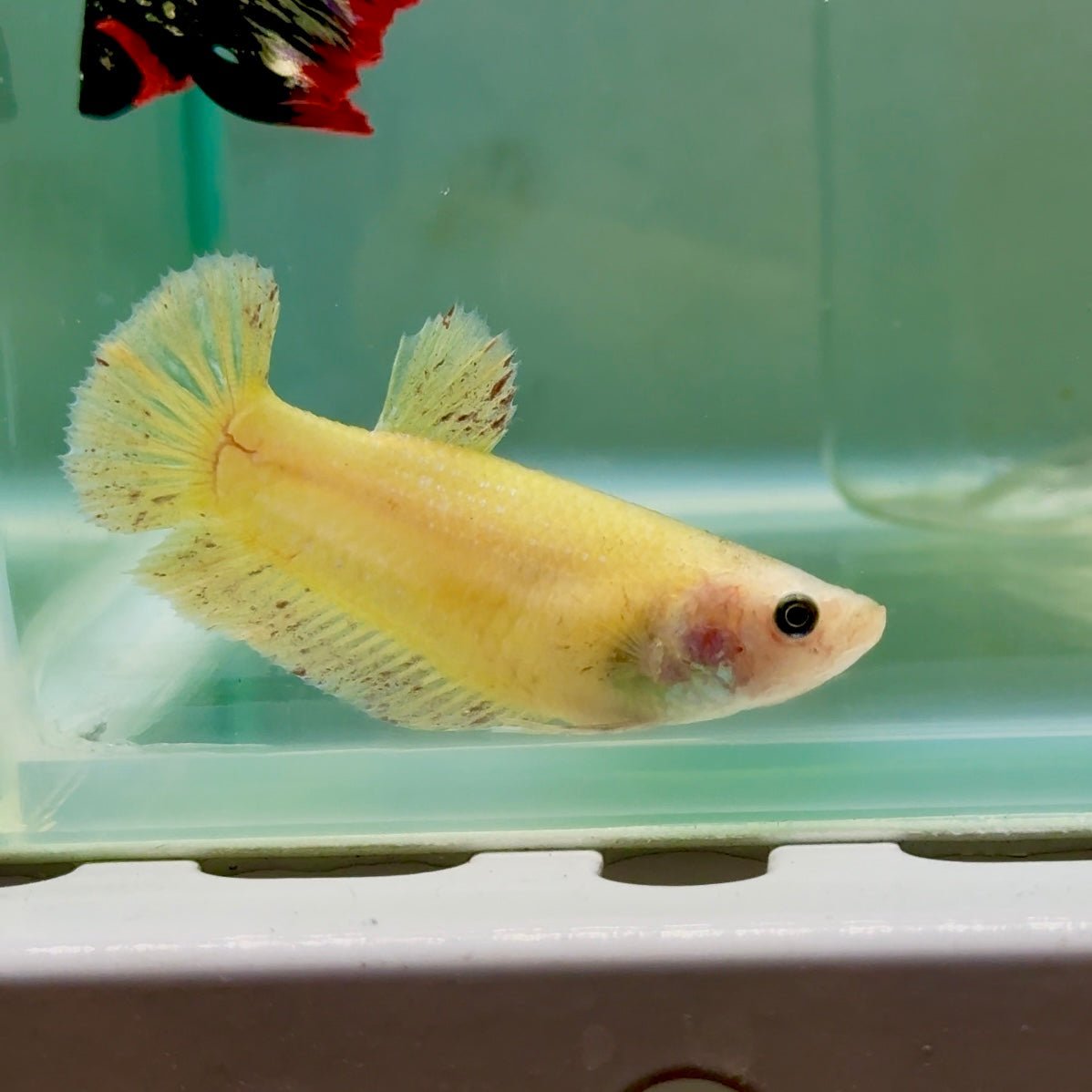 Plakat Yellow Vanda Female Betta #Jul43
