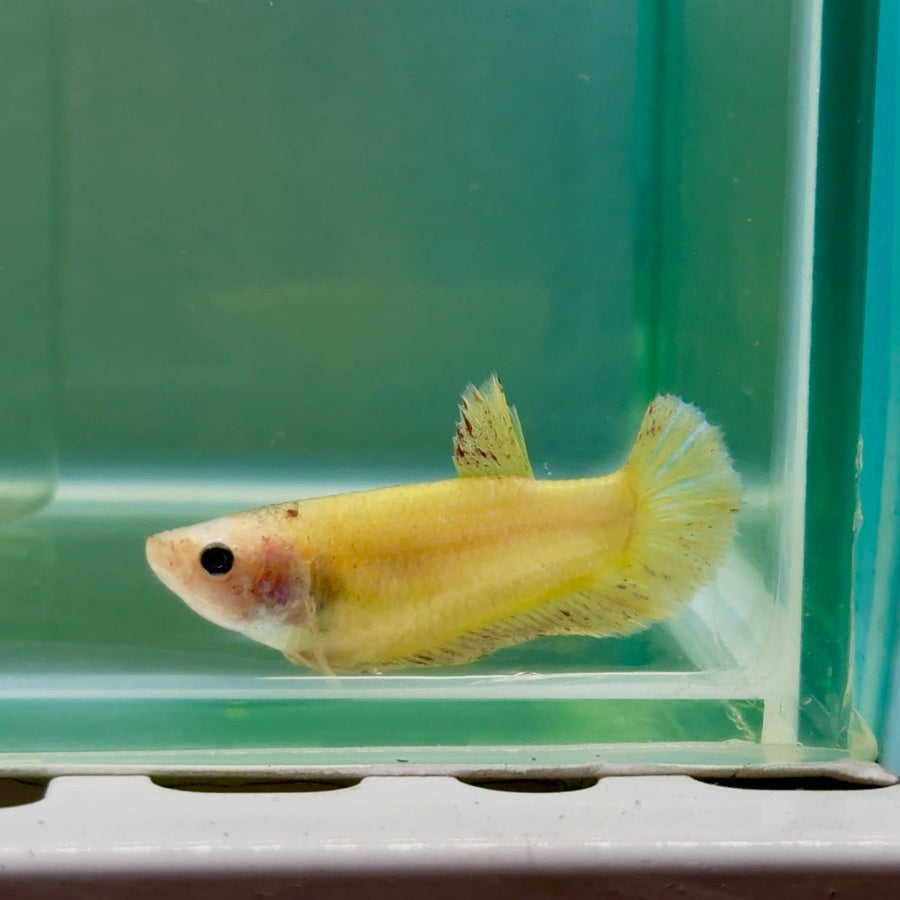 Plakat Yellow Vanda Female Betta Jul43 Female betta