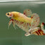 Plakat Yellow Vanda Male Betta Ju14 Live Betta Fish Male betta