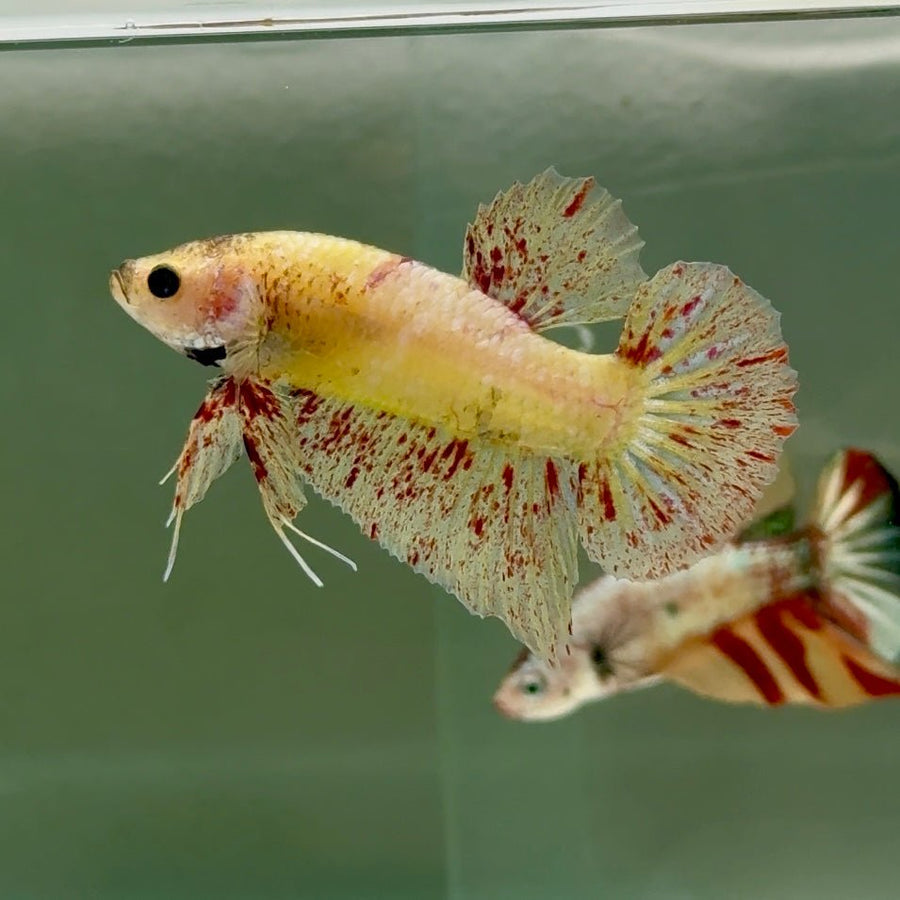 Plakat Yellow Vanda Male Betta Ju14 Live Betta Fish Male betta