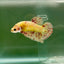 Plakat Yellow Vanda Male Betta Ju14 Live Betta Fish Male betta