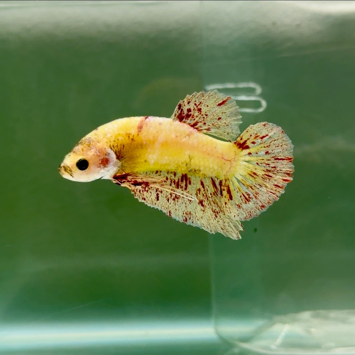 Plakat Yellow Vanda Male Betta #Ju14