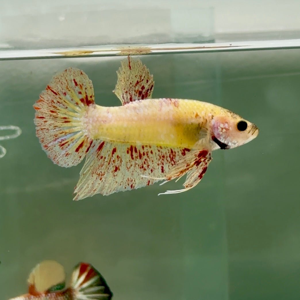 Plakat Yellow Vanda Male Betta #Ju14
