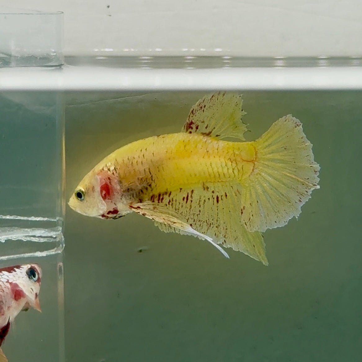 Plakat Yellow Vanda Male Betta #Ju15
