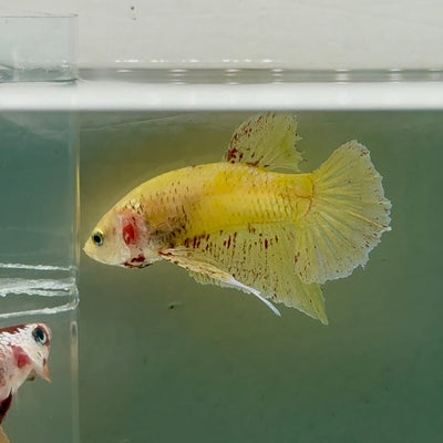 Plakat Yellow Vanda Male Betta Ju15 Male betta