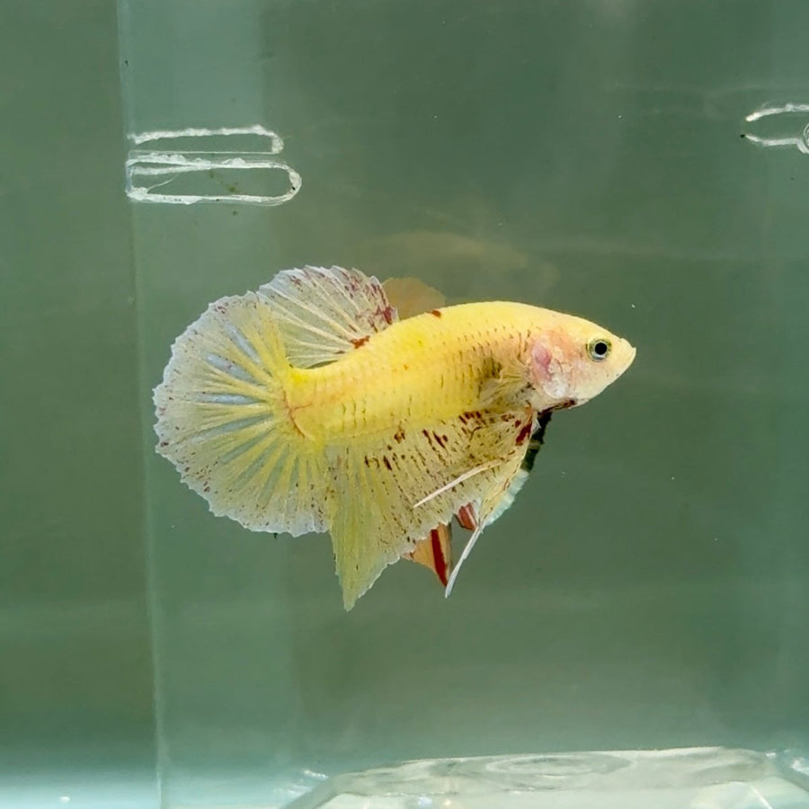 Plakat Yellow Vanda Male Betta Ju15 Male betta