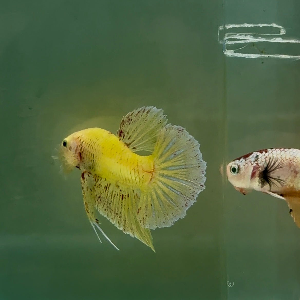 Plakat Yellow Vanda Male Betta #Ju15