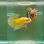 Plakat Yellow Vanda Male Betta Ju16 Male betta