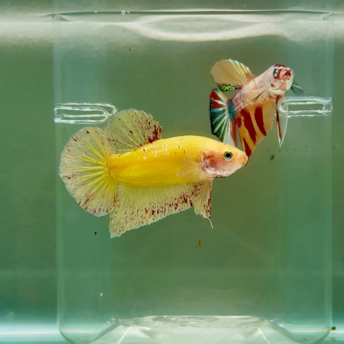 Plakat Yellow Vanda Male Betta Ju16 Male betta