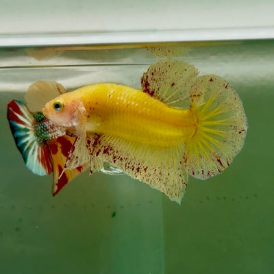 Plakat Yellow Vanda Male Betta Ju16 Male betta