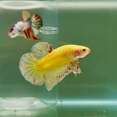 Plakat Yellow Vanda Male Betta Ju16 Male betta
