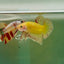Plakat Yellow Vanda Male Betta Ju16 Male betta