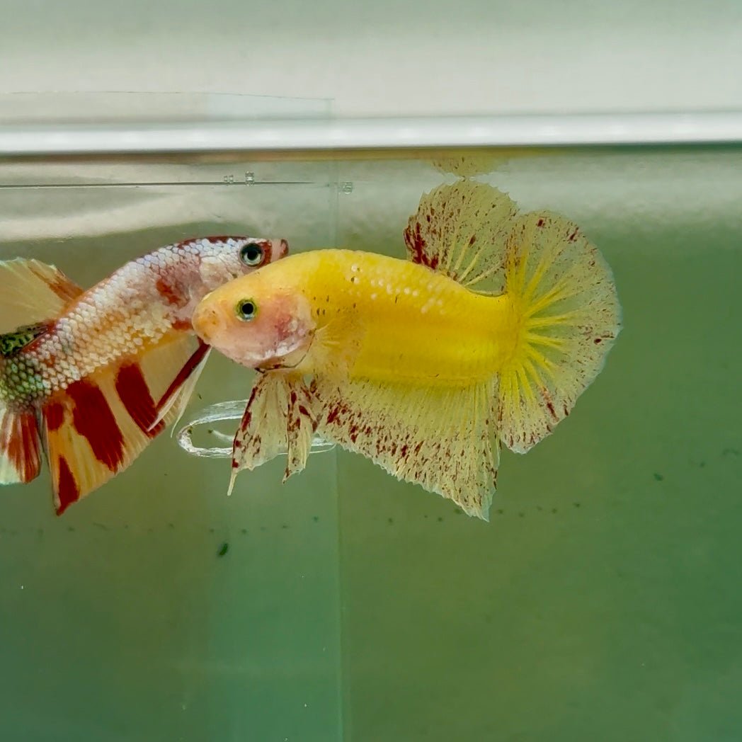 Plakat Yellow Vanda Male Betta Ju16 Male betta