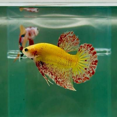 Plakat Yellow Vanda Male Betta Ju17 Male betta