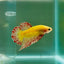 Plakat Yellow Vanda Male Betta Ju17 Male betta