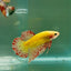 Plakat Yellow Vanda Male Betta Ju17 Male betta