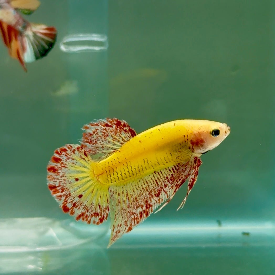 Plakat Yellow Vanda Male Betta Ju17 Male betta