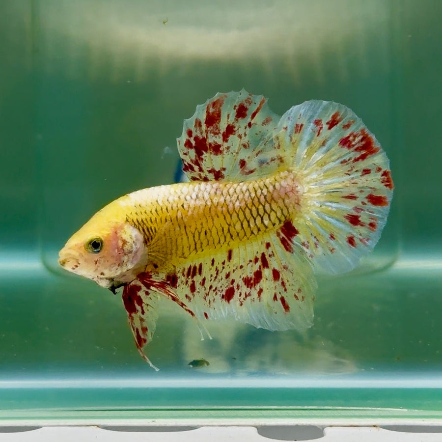 Plakat Yellow Vanda Male Betta Jul16 Male betta