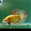 Plakat Yellow Vanda Male Betta Jul16 Male betta