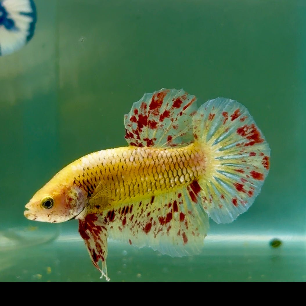 Plakat Yellow Vanda Male Betta Jul16 Male betta