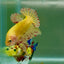 Plakat Yellow Vanda Male Betta Jul20 Male betta