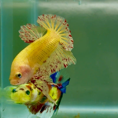 Plakat Yellow Vanda Male Betta Jul20 Male betta