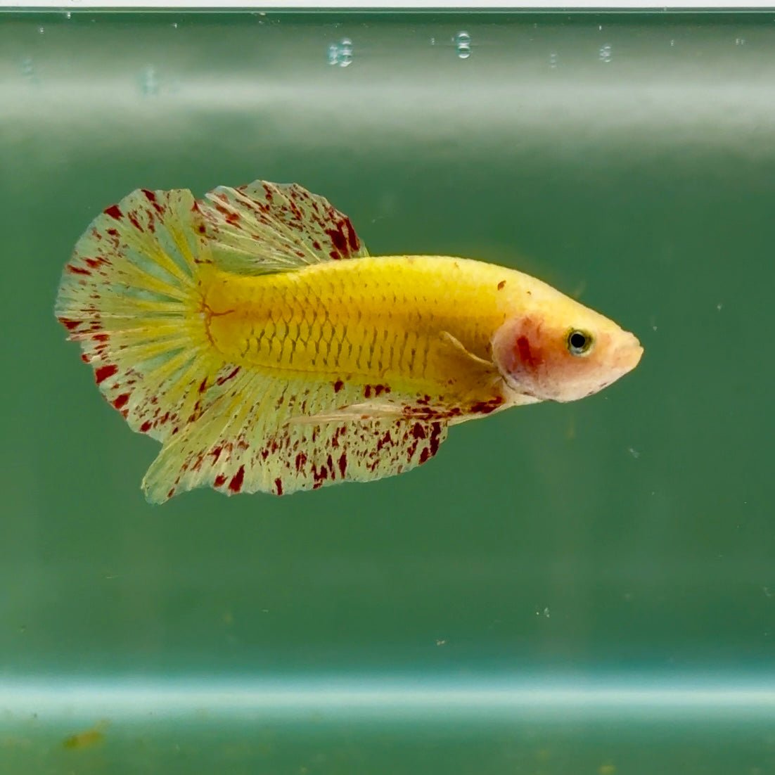 Plakat Yellow Vanda Male Betta Jul20 Male betta