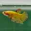 Plakat Yellow Vanda Male Betta Jul20 Male betta