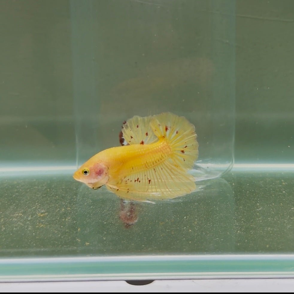 Plakat Yellow Vandar Dot Male Betta D21