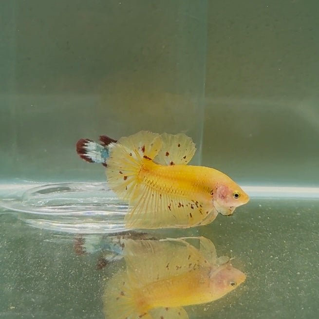 Plakat Yellow Vandar Dot Male Betta D21