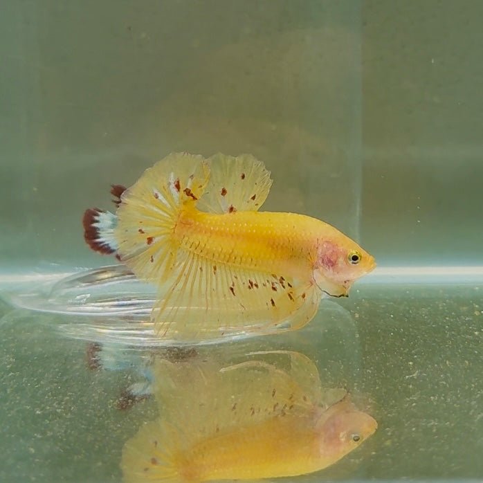 Plakat Yellow Vandar Dot Male Betta D21