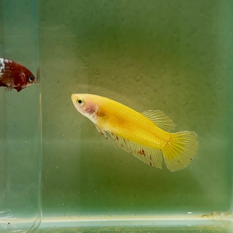 Plakat Yellow Vandar Female Betta D22