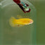 Plakat Yellow Vandar Female Betta D22