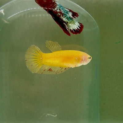 Plakat Yellow Vandar Female Betta D22